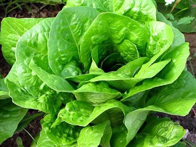 lechuga1.jpeg